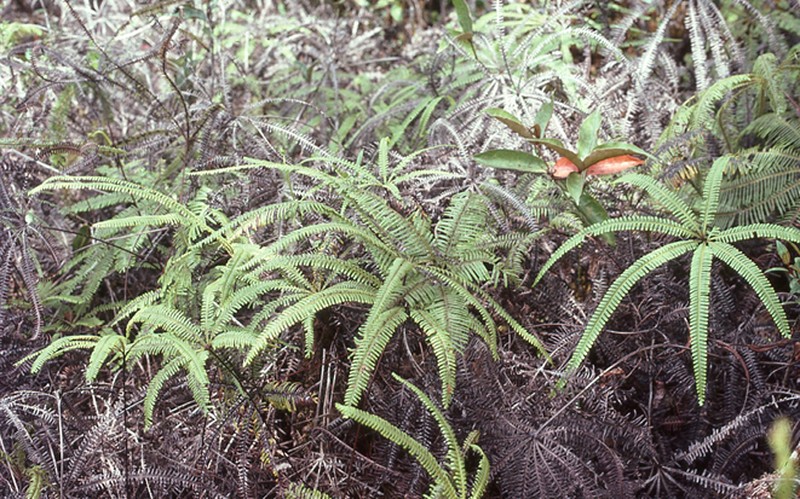 Matonia foxworthyi photo 7