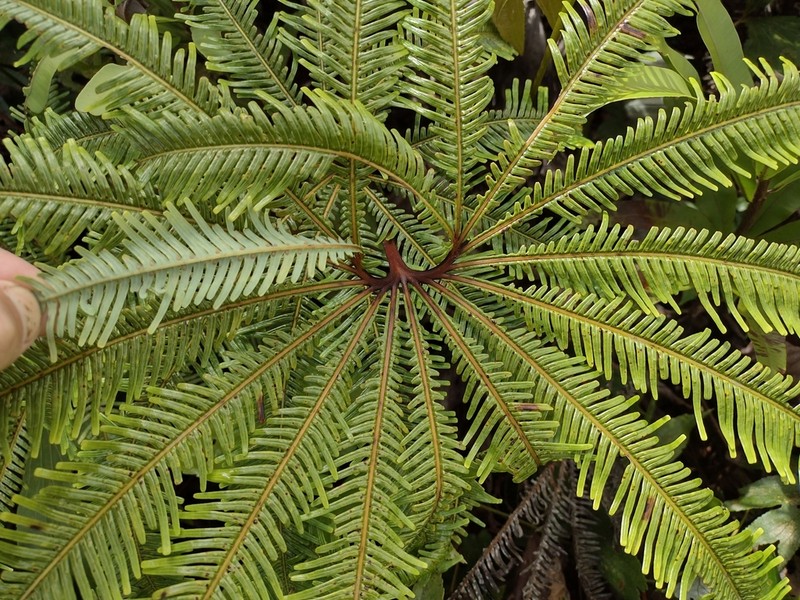 Matonia foxworthyi photo 8