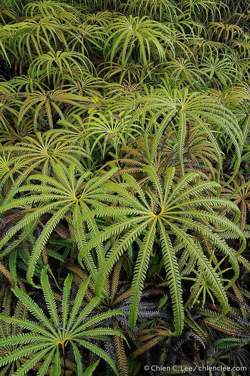 Matonia pectinata