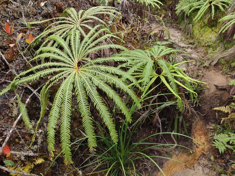 Matonia pectinata photo 3