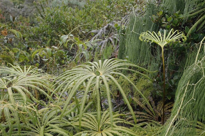 Matonia pectinata photo 4