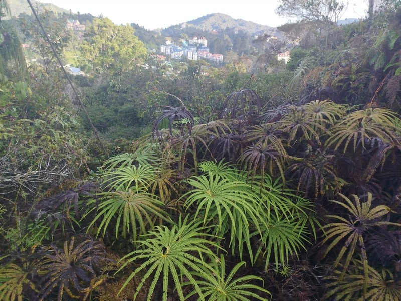 Matonia pectinata photo 5
