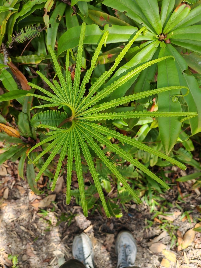 Matonia pectinata photo 6