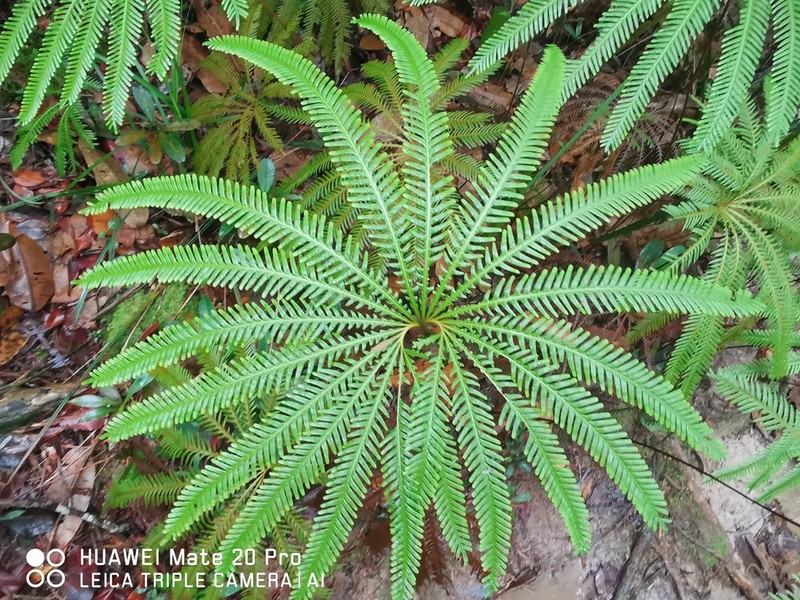 Matonia pectinata photo 7