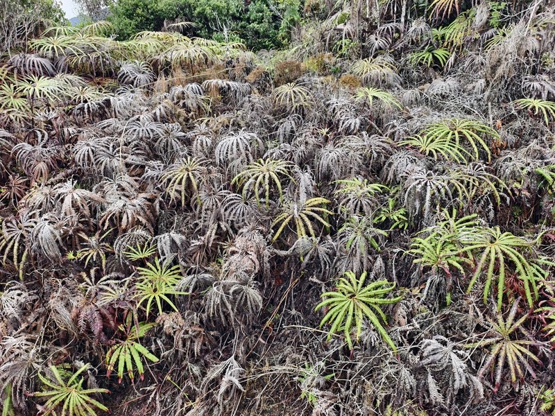 Matonia pectinata photo 8