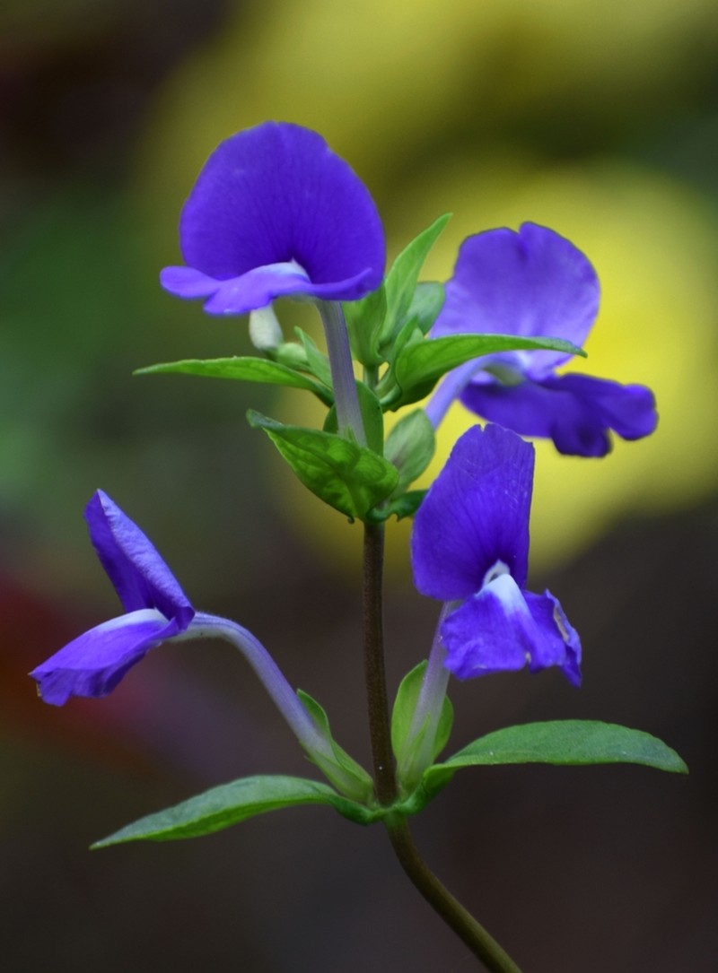 Matourea azurea
