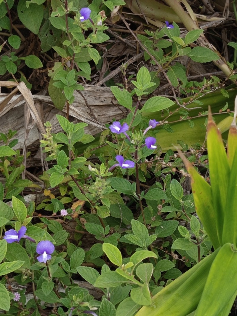 Matourea azurea photo 2