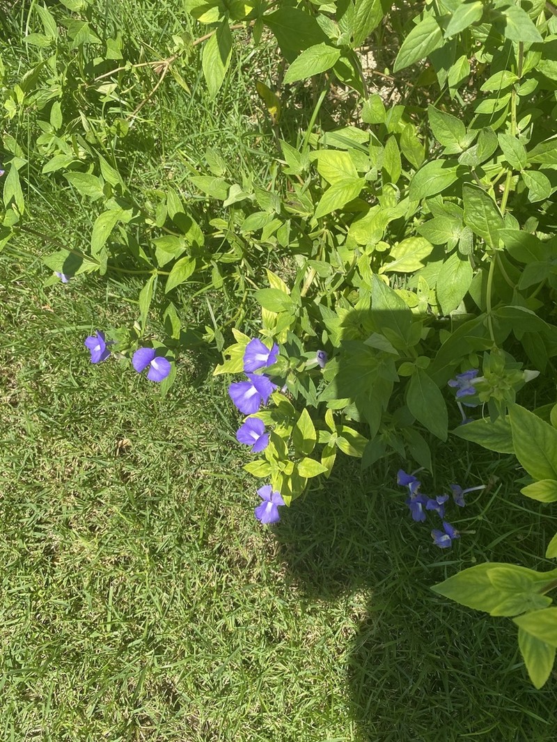 Matourea azurea photo 3