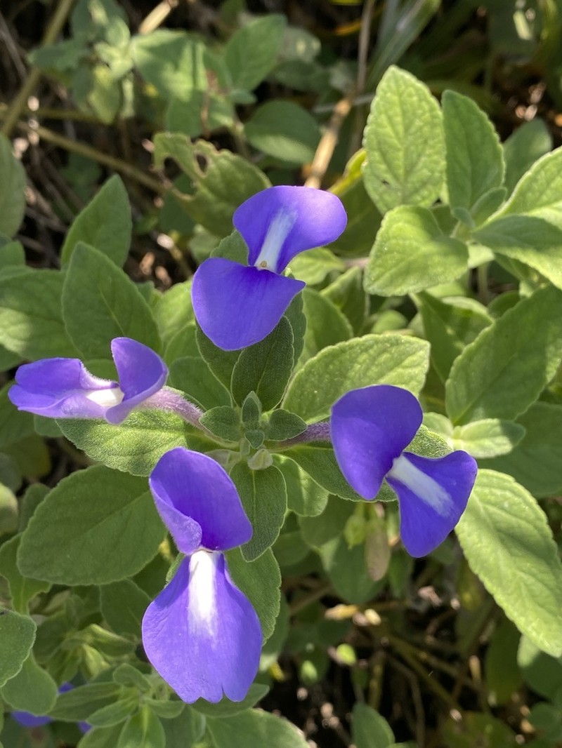 Matourea azurea photo 4