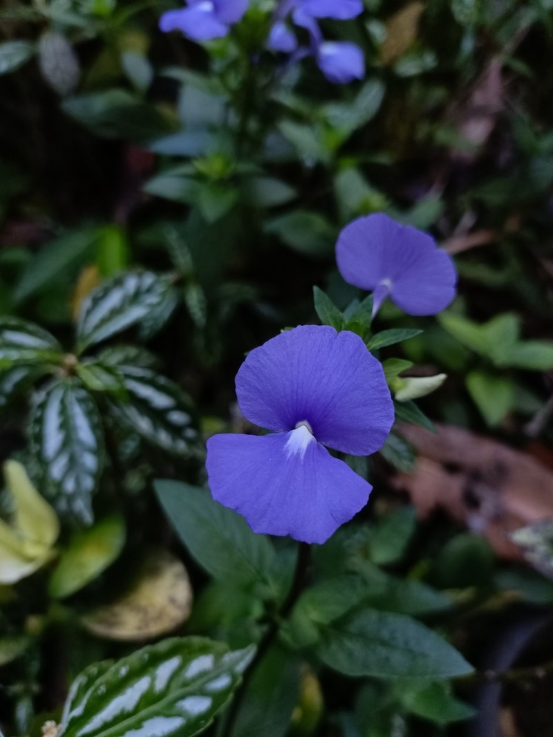 Matourea azurea photo 5