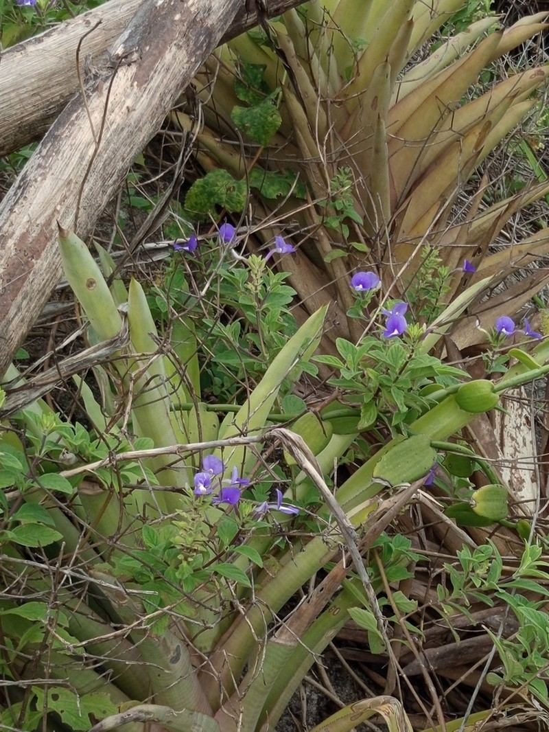 Matourea azurea photo 6