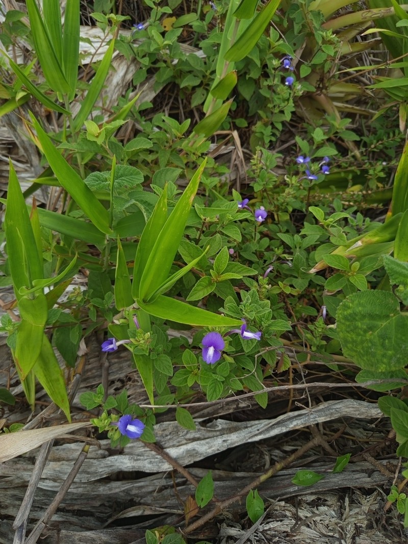Matourea azurea photo 7