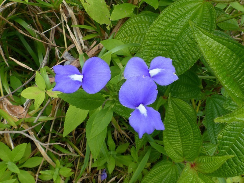Matourea azurea photo 8