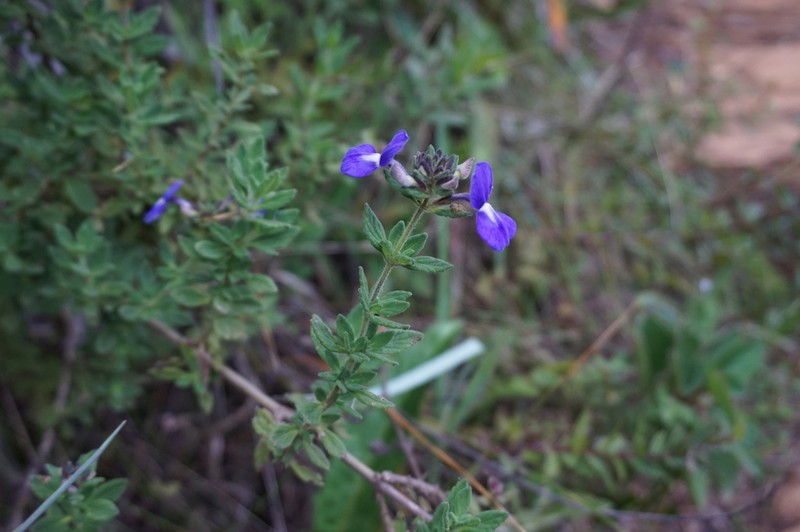 Matourea caparaoensis