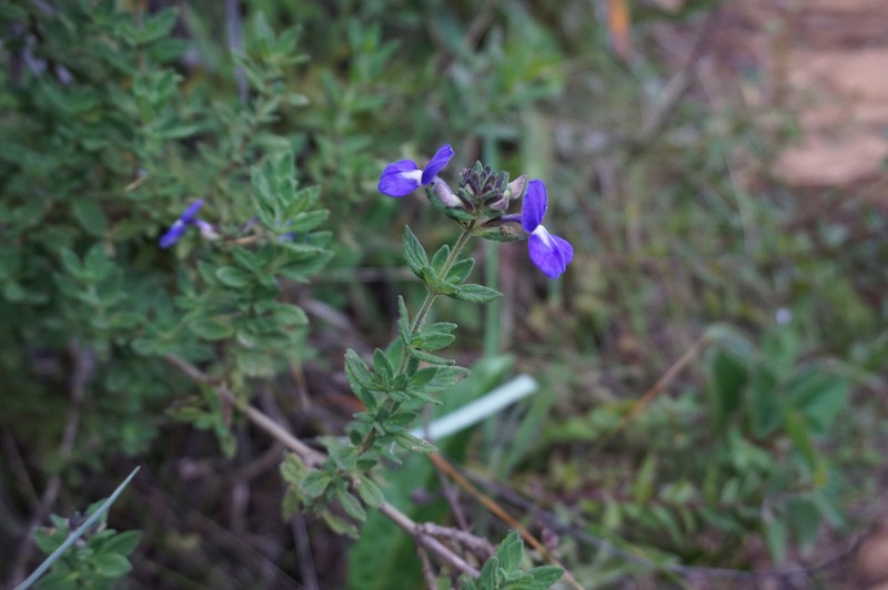 Matourea caparaoensis photo 2