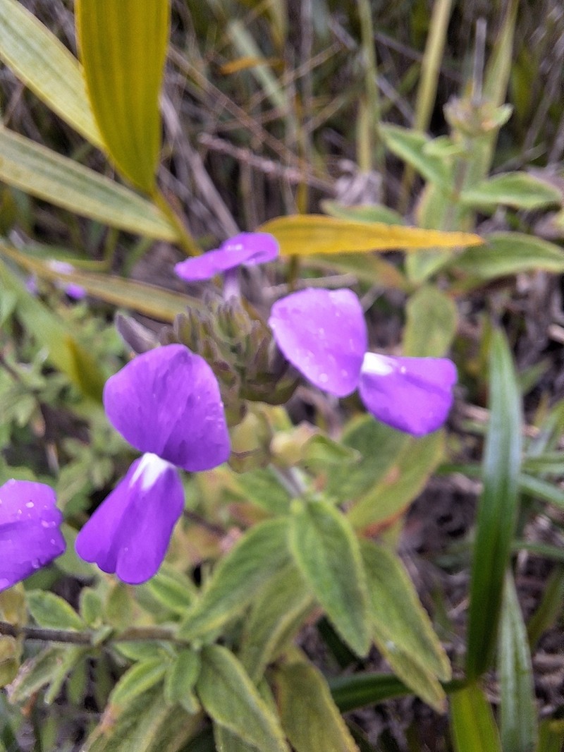 Matourea crenata