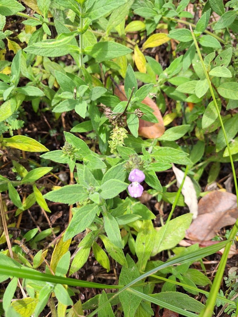 Matourea crenata photo 2