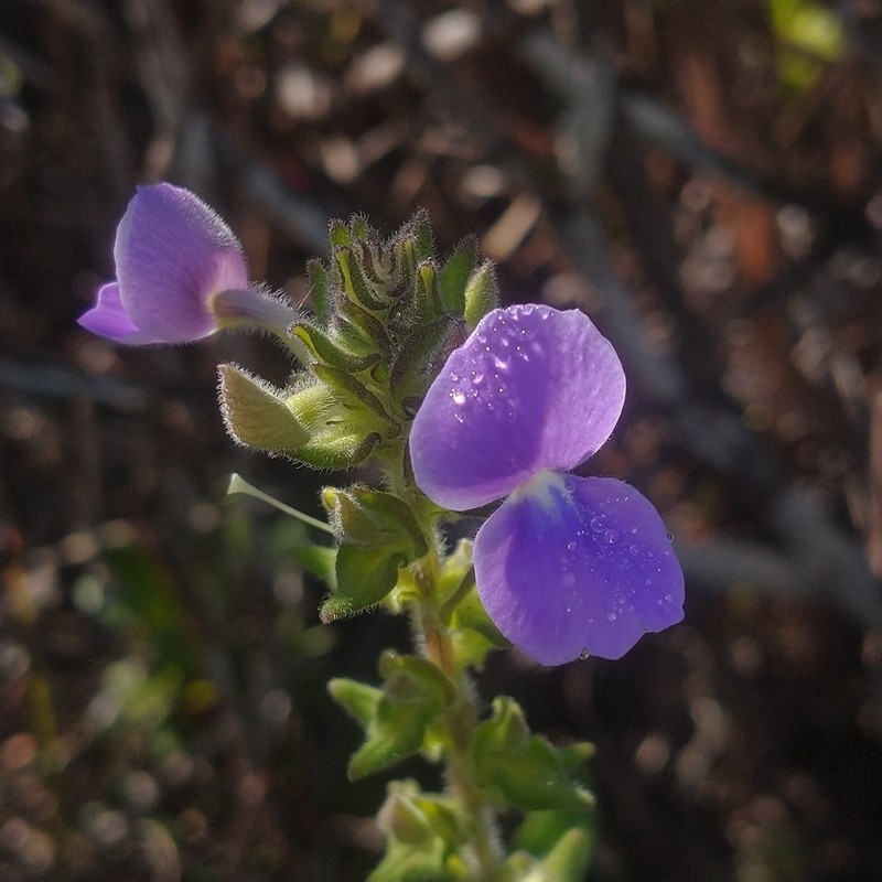 Matourea crenata photo 8