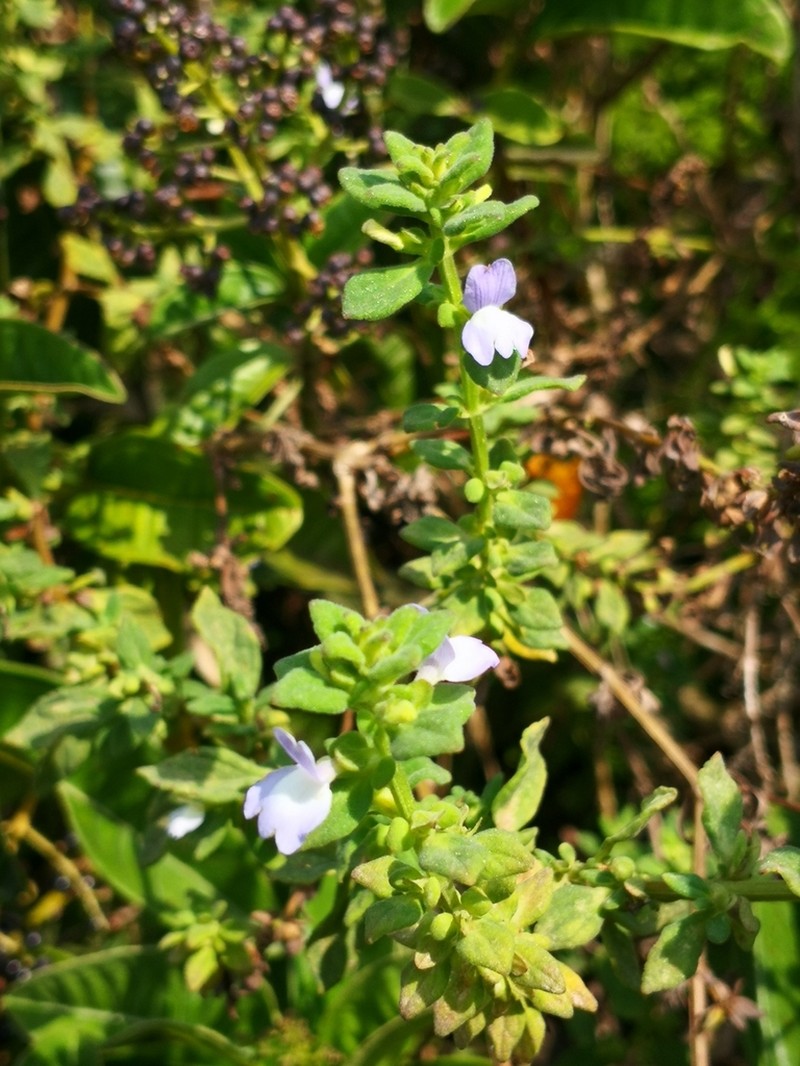 Matourea erecta