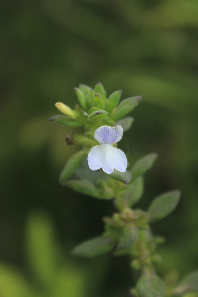 Matourea erecta photo 2