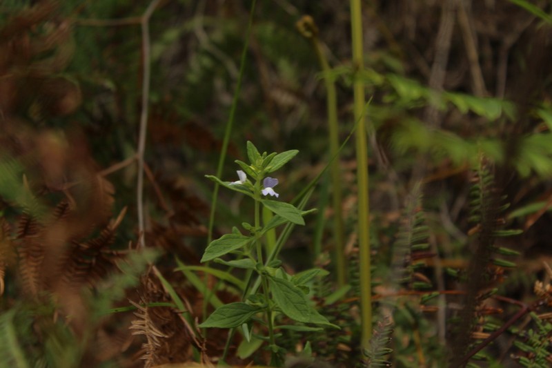 Matourea erecta photo 3