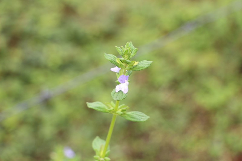 Matourea erecta photo 4