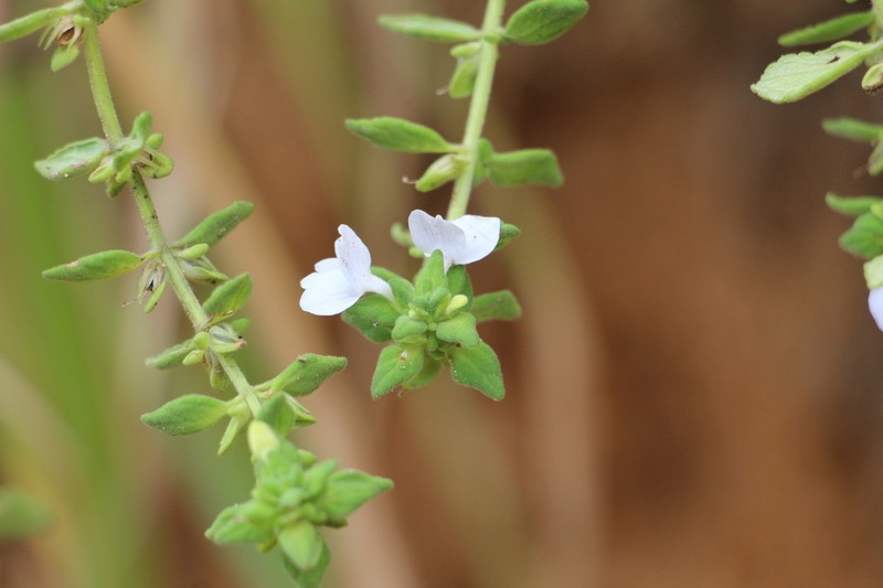 Matourea erecta photo 5