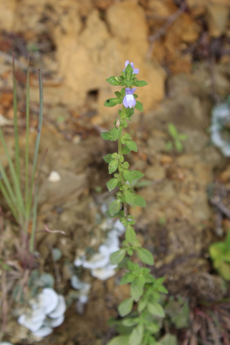 Matourea erecta photo 6