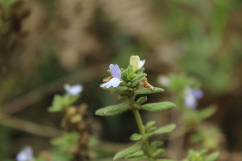 Matourea erecta photo 7