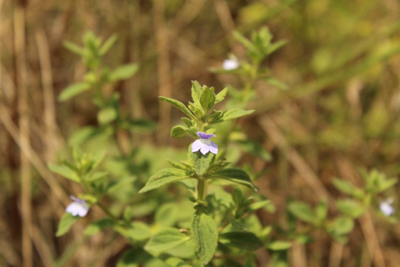 Matourea erecta photo 8