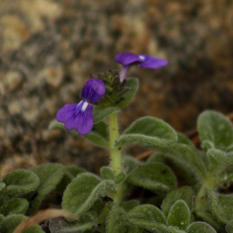 Matourea latifolia