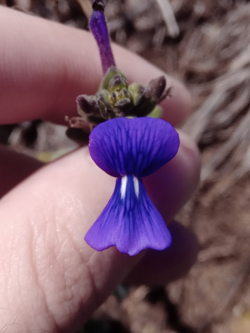 Matourea latifolia photo 2
