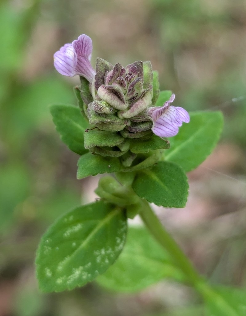 Matourea ocymoides