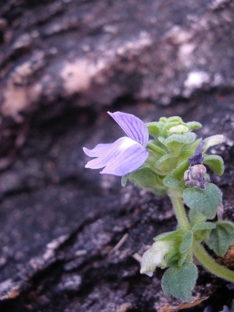 Matourea ocymoides photo 4