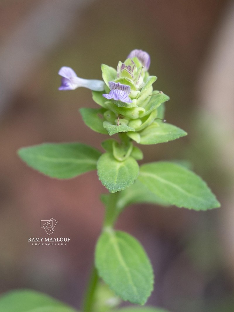 Matourea ocymoides photo 5