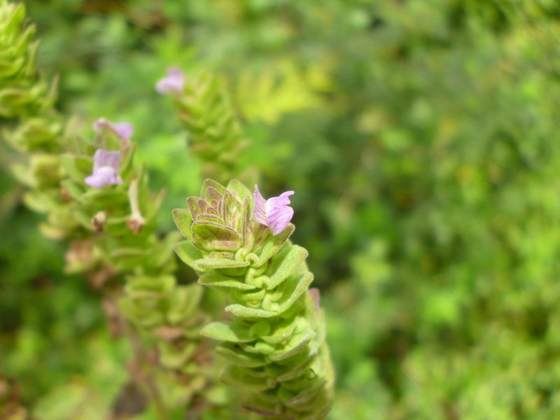 Matourea ocymoides photo 6