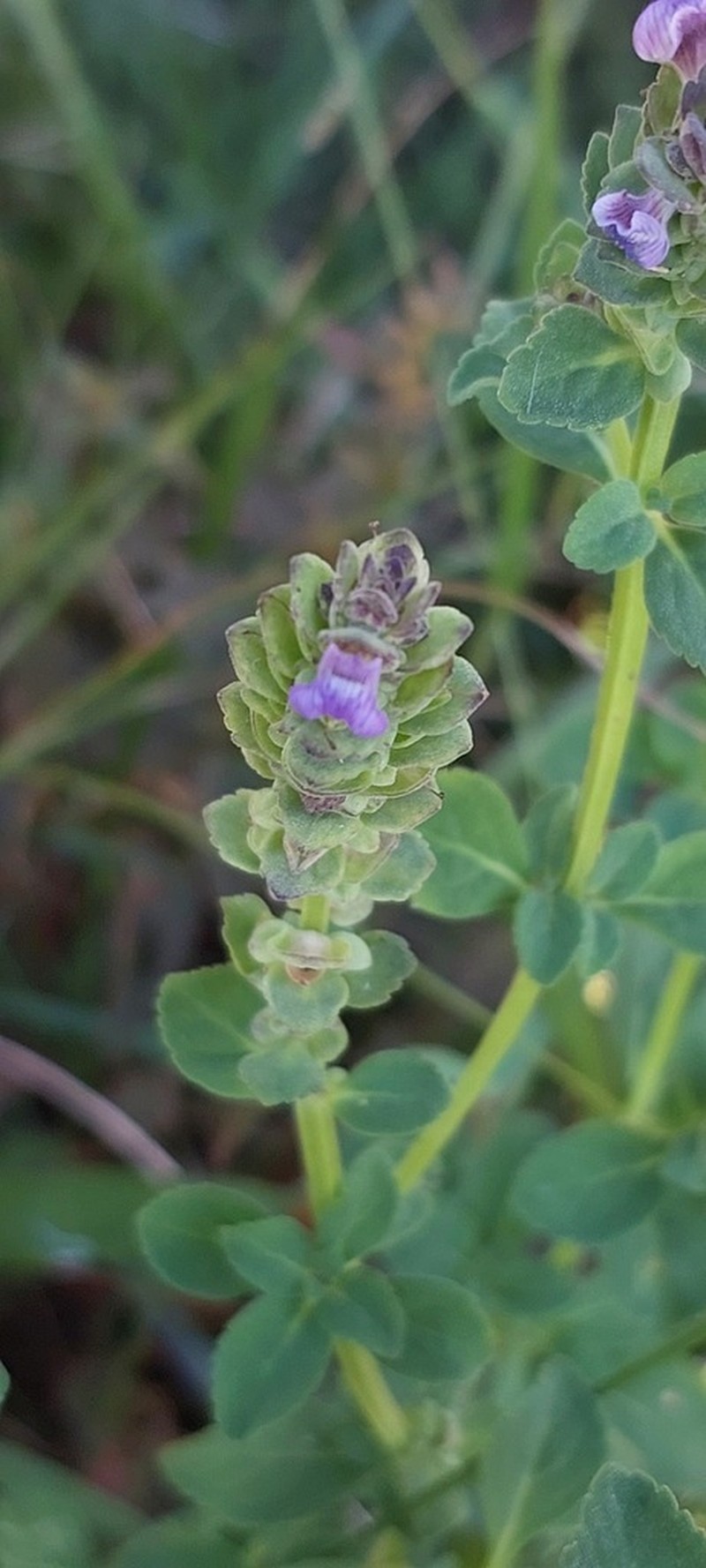 Matourea ocymoides photo 7