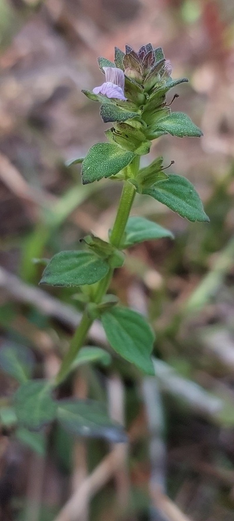 Matourea ocymoides photo 8