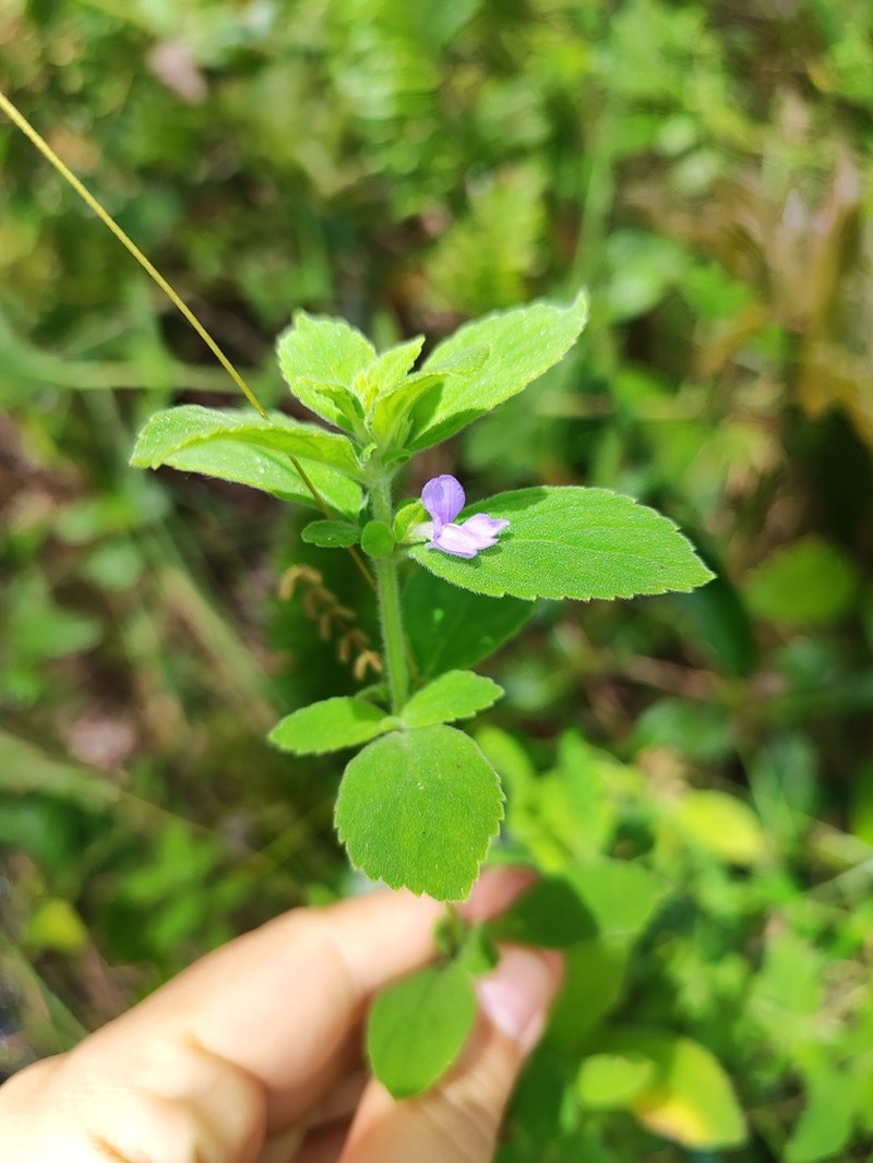 Matourea scutellarioides
