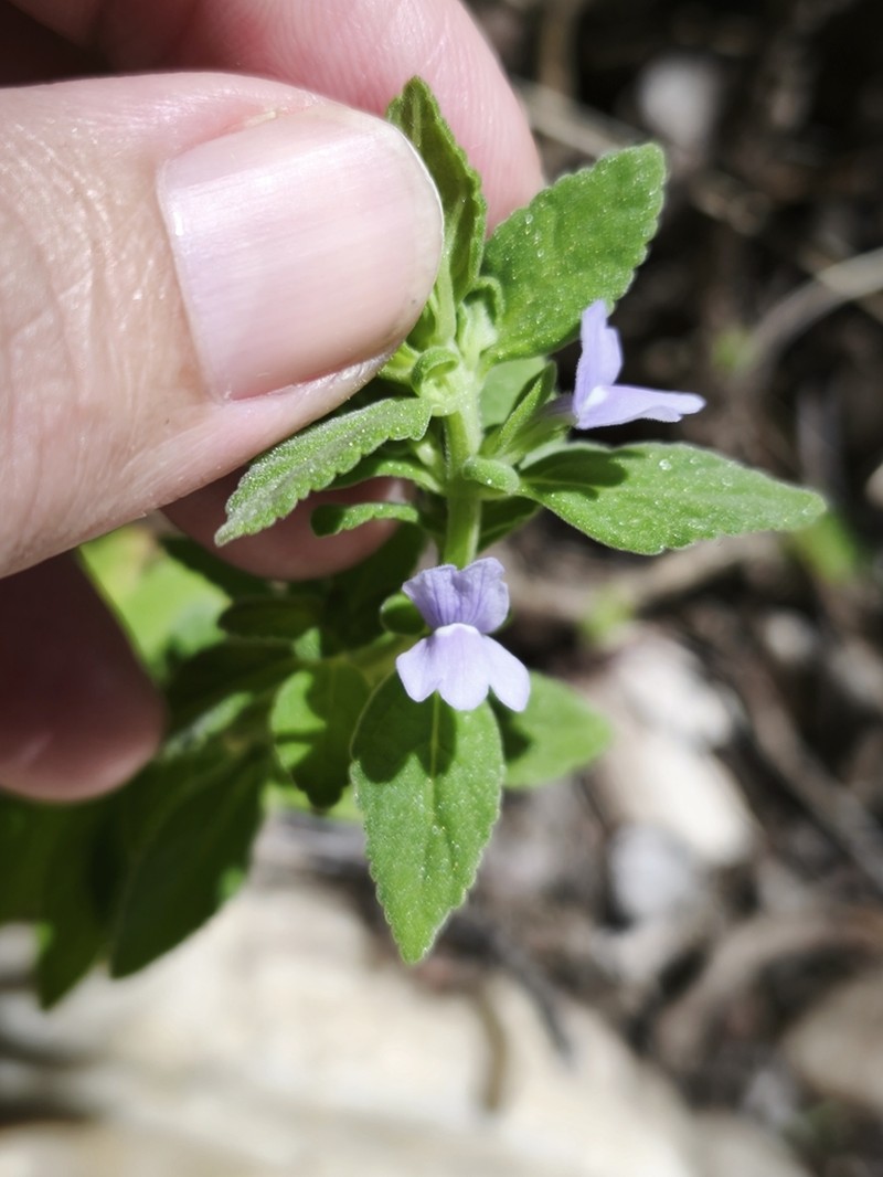 Matourea scutellarioides photo 2