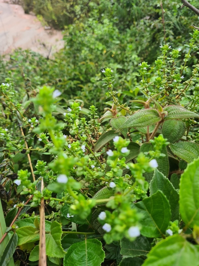 Matourea scutellarioides photo 3