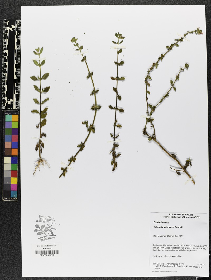Matourea scutellarioides photo 6