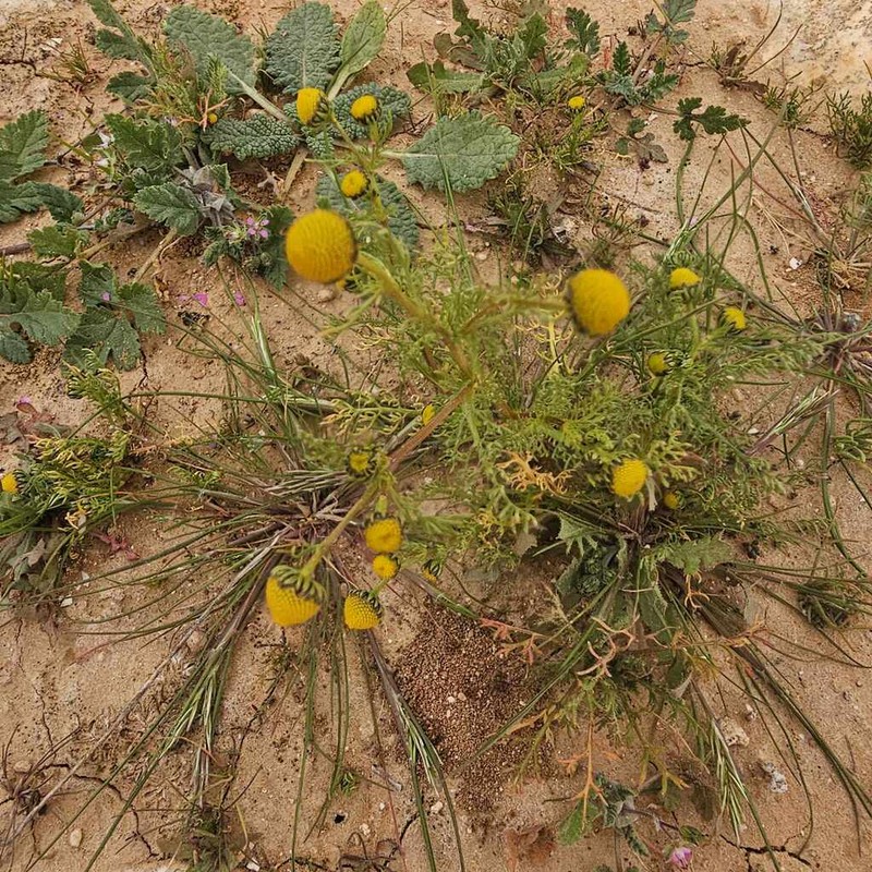 Matricaria aurea photo 2