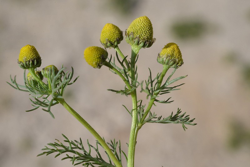 Matricaria aurea photo 3