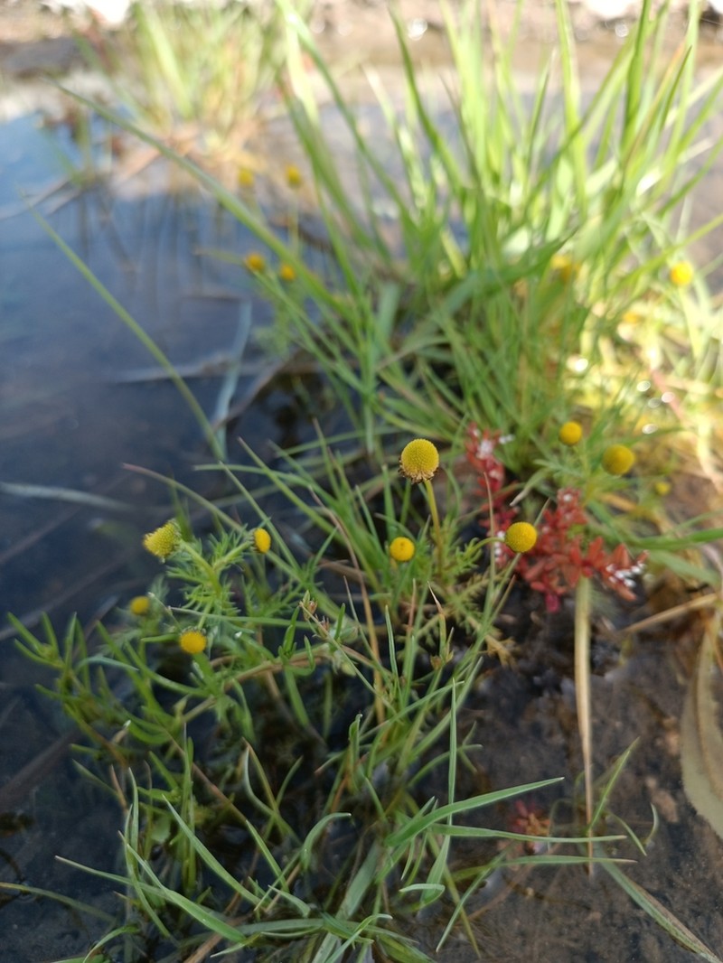 Matricaria aurea photo 4