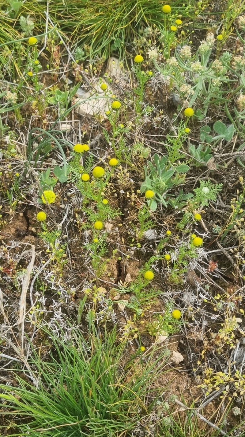 Matricaria aurea photo 5