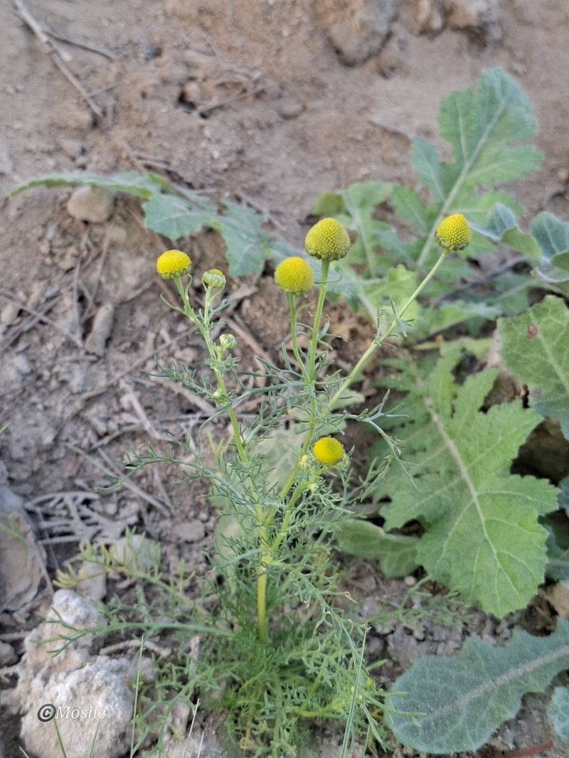 Matricaria aurea photo 6