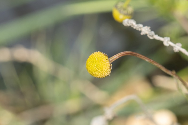 Matricaria aurea photo 7