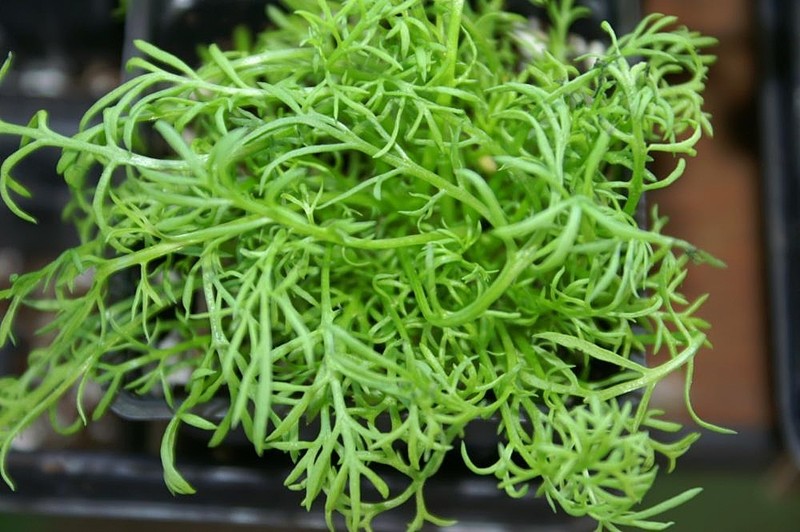 Crown Mayweed