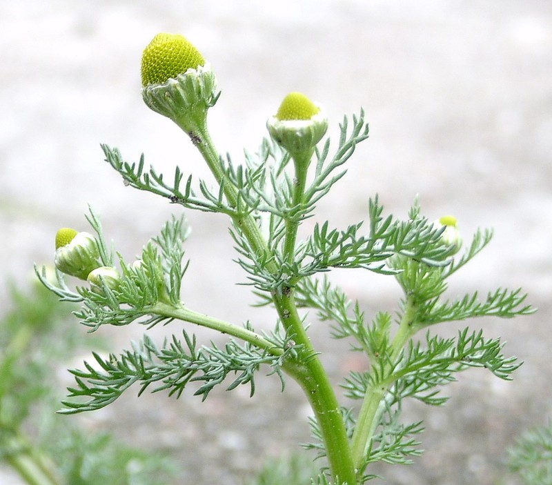 Disc Mayweed photo 2